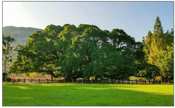 闽都文化一期丨谁说独木不成林？